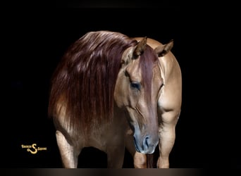 Caballo cuarto de milla, Caballo castrado, 4 años, 150 cm, Red Dun/Cervuno