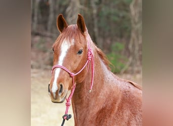 Caballo cuarto de milla, Caballo castrado, 4 años, 150 cm, Ruano alazán