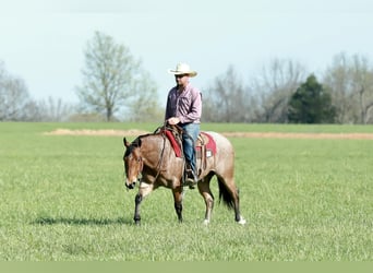 Caballo cuarto de milla, Caballo castrado, 4 años, 150 cm, Ruano alazán