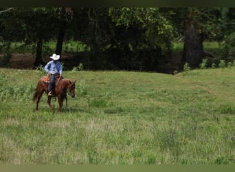 Caballo cuarto de milla, Caballo castrado, 4 años, 150 cm, Ruano alazán