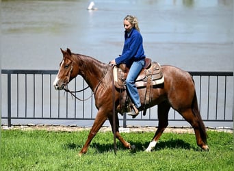 Caballo cuarto de milla, Caballo castrado, 4 años, 150 cm, Ruano alazán