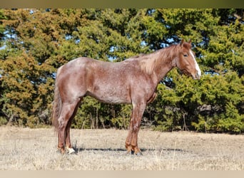 Caballo cuarto de milla, Caballo castrado, 4 años, 150 cm, Ruano alazán
