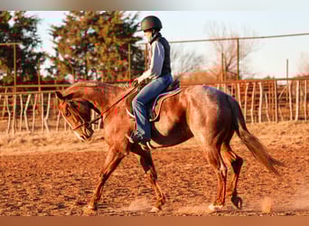 Caballo cuarto de milla, Caballo castrado, 4 años, 150 cm, Ruano alazán