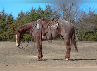 Caballo cuarto de milla, Caballo castrado, 4 años, 150 cm, Ruano alazán