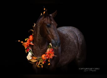 Caballo cuarto de milla, Caballo castrado, 4 años, 150 cm, Ruano alazán