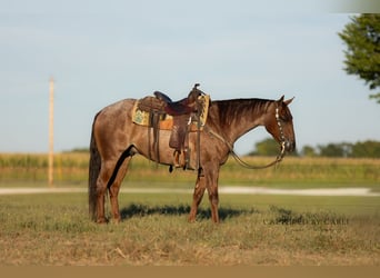 Caballo cuarto de milla, Caballo castrado, 4 años, 150 cm, Ruano alazán