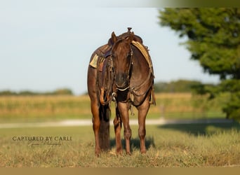 Caballo cuarto de milla, Caballo castrado, 4 años, 150 cm, Ruano alazán