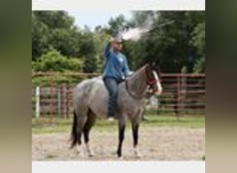 Caballo cuarto de milla, Caballo castrado, 4 años, 150 cm, Ruano azulado