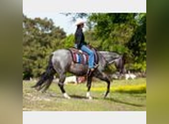 Caballo cuarto de milla, Caballo castrado, 4 años, 150 cm, Ruano azulado