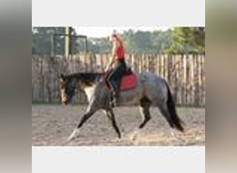 Caballo cuarto de milla, Caballo castrado, 4 años, 150 cm, Ruano azulado