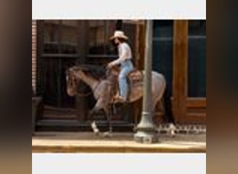 Caballo cuarto de milla, Caballo castrado, 4 años, 150 cm, Ruano azulado