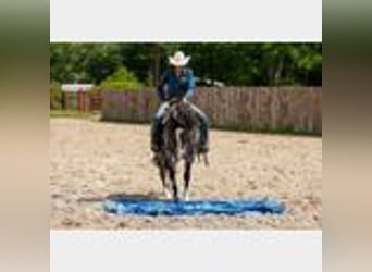 Caballo cuarto de milla, Caballo castrado, 4 años, 150 cm, Ruano azulado