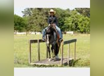 Caballo cuarto de milla, Caballo castrado, 4 años, 150 cm, Ruano azulado