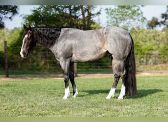 Caballo cuarto de milla, Caballo castrado, 4 años, 150 cm, Ruano azulado