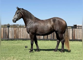 Caballo cuarto de milla, Caballo castrado, 4 años, 150 cm, Tordo rodado