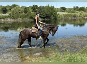 Caballo cuarto de milla, Caballo castrado, 4 años, 150 cm, Tordo rodado