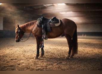 Caballo cuarto de milla, Caballo castrado, 4 años, 151 cm, Alazán-tostado