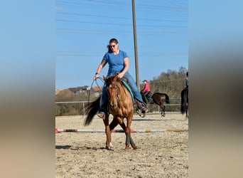 Caballo cuarto de milla, Caballo castrado, 4 años, 151 cm, Alazán-tostado
