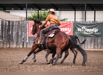 Caballo cuarto de milla, Caballo castrado, 4 años, 151 cm, Castaño