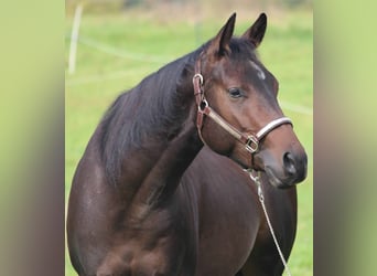 Caballo cuarto de milla, Caballo castrado, 4 años, 151 cm, Castaño oscuro