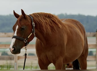 Caballo cuarto de milla, Caballo castrado, 4 años, 152 cm, Alazán