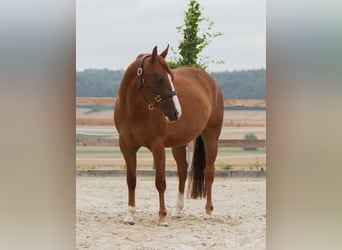 Caballo cuarto de milla, Caballo castrado, 4 años, 152 cm, Alazán
