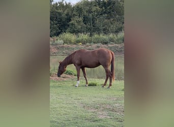 Caballo cuarto de milla, Caballo castrado, 4 años, 152 cm, Alazán rojizo