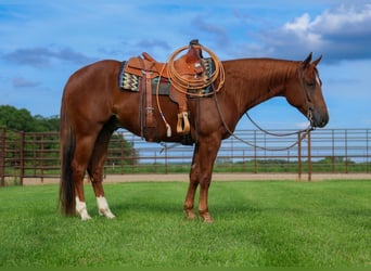 Caballo cuarto de milla, Caballo castrado, 4 años, 152 cm, Alazán rojizo