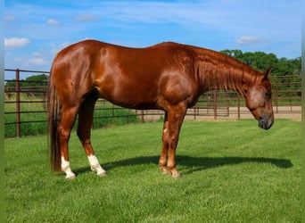 Caballo cuarto de milla, Caballo castrado, 4 años, 152 cm, Alazán rojizo