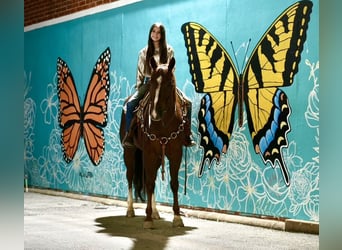 Caballo cuarto de milla, Caballo castrado, 4 años, 152 cm, Alazán rojizo