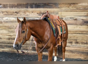 Caballo cuarto de milla, Caballo castrado, 4 años, 152 cm, Alazán rojizo