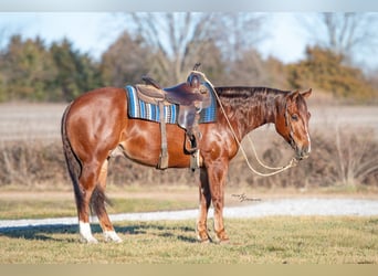 Caballo cuarto de milla, Caballo castrado, 4 años, 152 cm, Alazán rojizo