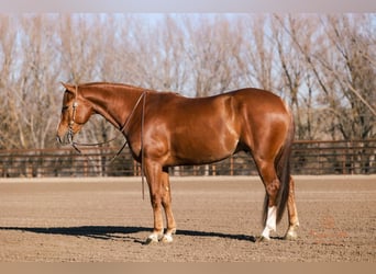 Caballo cuarto de milla, Caballo castrado, 4 años, 152 cm, Alazán rojizo