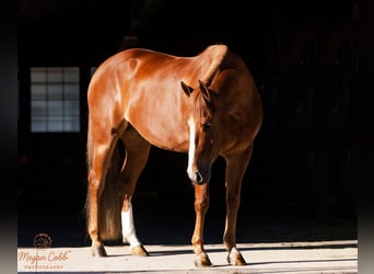 Caballo cuarto de milla, Caballo castrado, 4 años, 152 cm, Alazán rojizo