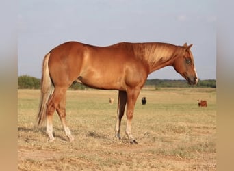 Caballo cuarto de milla, Caballo castrado, 4 años, 152 cm, Alazán rojizo