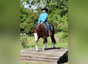Caballo cuarto de milla, Caballo castrado, 4 años, 152 cm, Alazán rojizo