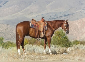 Caballo cuarto de milla, Caballo castrado, 4 años, 152 cm, Alazán-tostado