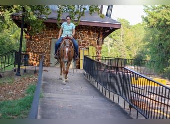 Caballo cuarto de milla, Caballo castrado, 4 años, 152 cm, Bayo