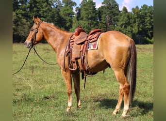 Caballo cuarto de milla, Caballo castrado, 4 años, 152 cm, Bayo