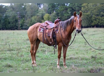 Caballo cuarto de milla, Caballo castrado, 4 años, 152 cm, Bayo