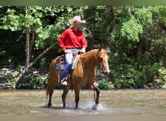 Caballo cuarto de milla, Caballo castrado, 4 años, 152 cm, Bayo