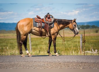 Caballo cuarto de milla, Caballo castrado, 4 años, 152 cm, Bayo