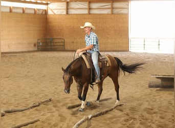 Caballo cuarto de milla, Caballo castrado, 4 años, 152 cm, Bayo