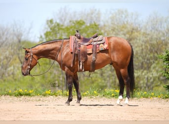 Caballo cuarto de milla, Caballo castrado, 4 años, 152 cm, Bayo