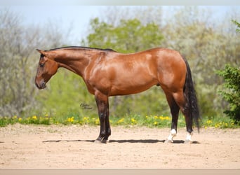 Caballo cuarto de milla, Caballo castrado, 4 años, 152 cm, Bayo
