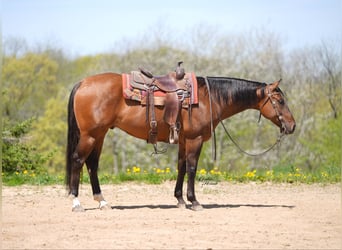 Caballo cuarto de milla, Caballo castrado, 4 años, 152 cm, Bayo