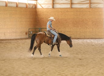 Caballo cuarto de milla, Caballo castrado, 4 años, 152 cm, Bayo