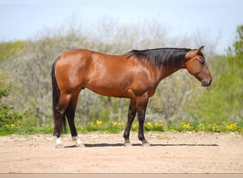 Caballo cuarto de milla, Caballo castrado, 4 años, 152 cm, Bayo
