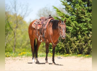 Caballo cuarto de milla, Caballo castrado, 4 años, 152 cm, Bayo