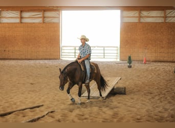 Caballo cuarto de milla, Caballo castrado, 4 años, 152 cm, Bayo